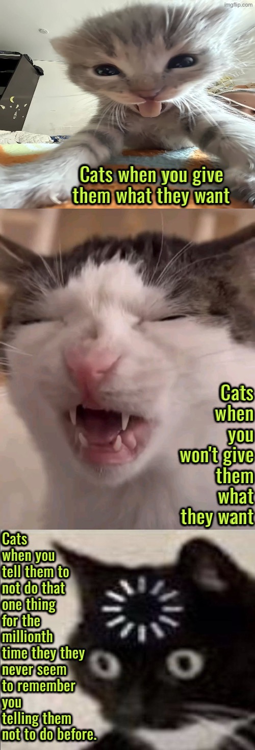Cat Reactions | Cats when you give them what they want; Cats when you won't give them what they want; Cats when you tell them to not do that one thing for the millionth time they they never seem to remember you telling them not to do before. | image tagged in cats,funny cats,reactions,facial expressions,spoiled brats,funny memes | made w/ Imgflip meme maker