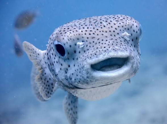 Fish Blank Meme Template
