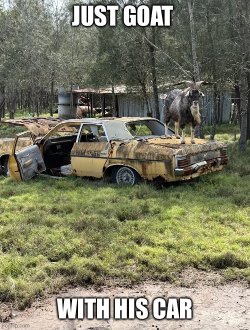 Car Goat | Just goat; With his car | image tagged in car,goat | made w/ Imgflip meme maker