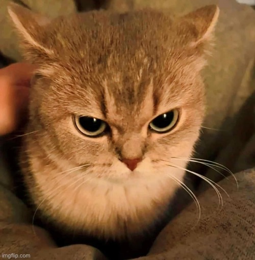 image tagged in angry cat | made w/ Imgflip meme maker