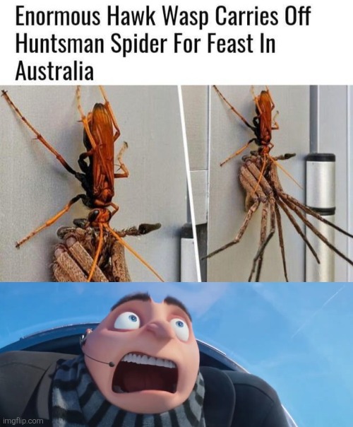 That's how Australia works. | image tagged in australia,wtf | made w/ Imgflip meme maker