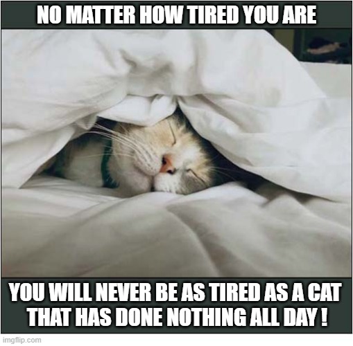 Sleepy Kitty ! | No matter how tired you are; You will never be as tired as a cat 
that has done nothing all day ! | image tagged in cats,tired,tired cat | made w/ Imgflip meme maker