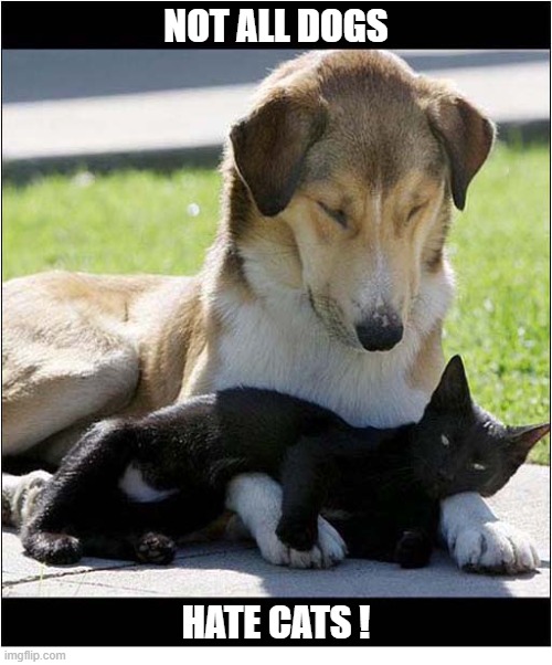 Love And Respect | not all dogs; hate cats ! | image tagged in dogs,love,cat | made w/ Imgflip meme maker