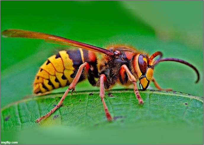 A Beautiful European Hornet | image tagged in hornet,beautiful nature | made w/ Imgflip meme maker