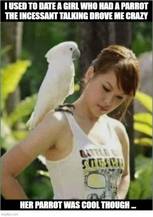 What Would You Have Done ? | I used to date a girl who had a parrot
The incessant talking drove me crazy; her parrot was cool though ... | image tagged in dating,poor choices,cool,parrot | made w/ Imgflip meme maker