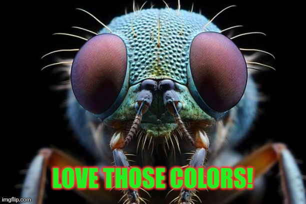 Love those colors! | made w/ Imgflip meme maker