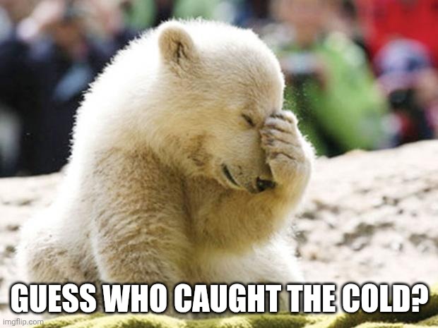 . | Guess who caught the cold? | image tagged in sad polar bear | made w/ Imgflip meme maker
