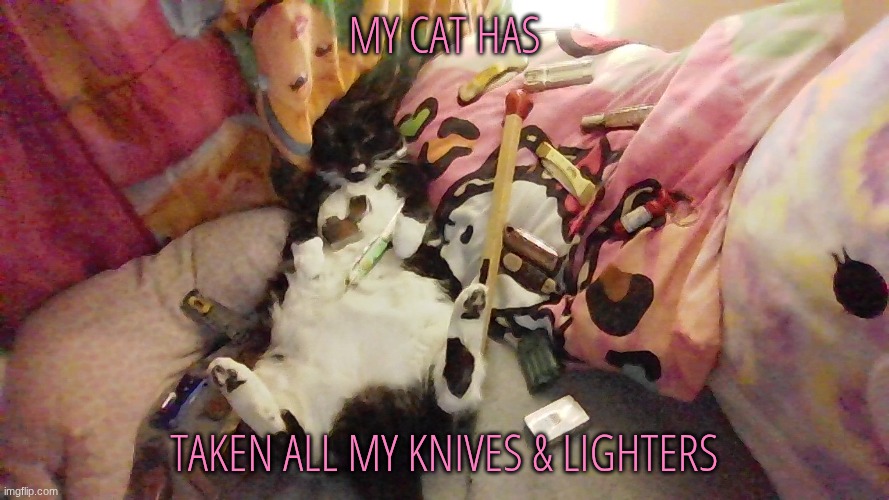 Midnight | my cat has; taken all my knives & lighters | image tagged in img_20260503_130256 jpg | made w/ Imgflip meme maker