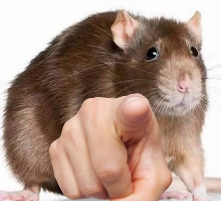 Hamster point Blank Meme Template