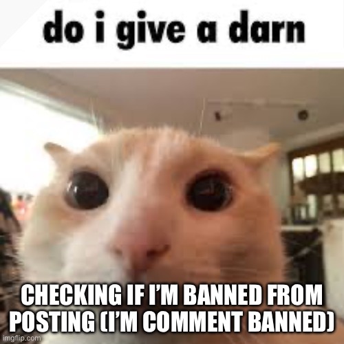 10 hours left | Checking if I’m banned from posting (I’m comment banned) | image tagged in do i give a darn cat meme | made w/ Imgflip meme maker