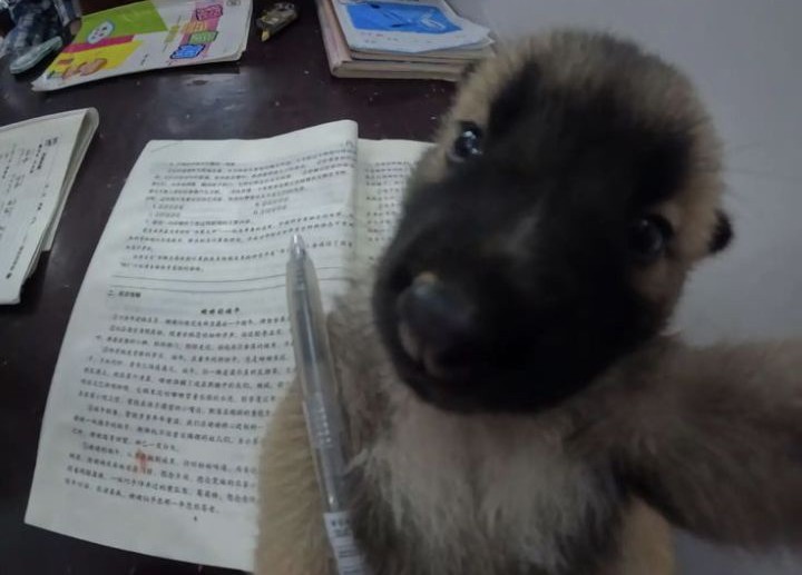 dog studying Blank Meme Template