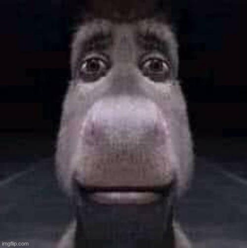 the chatroom is full of animals rn im not even joking | image tagged in donkey staring | made w/ Imgflip meme maker