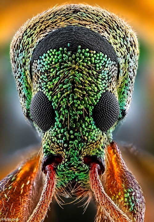 Microscopic image of Mosquito | image tagged in mosquito,microscope,colorful,insect,but im still gonna kill it | made w/ Imgflip meme maker