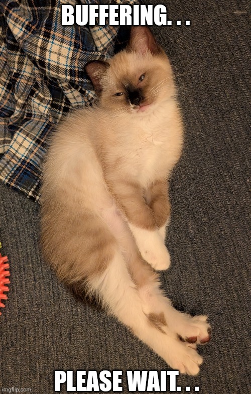 Buffering | Buffering. . . Please wait. . . | image tagged in buffering cat,cats | made w/ Imgflip meme maker