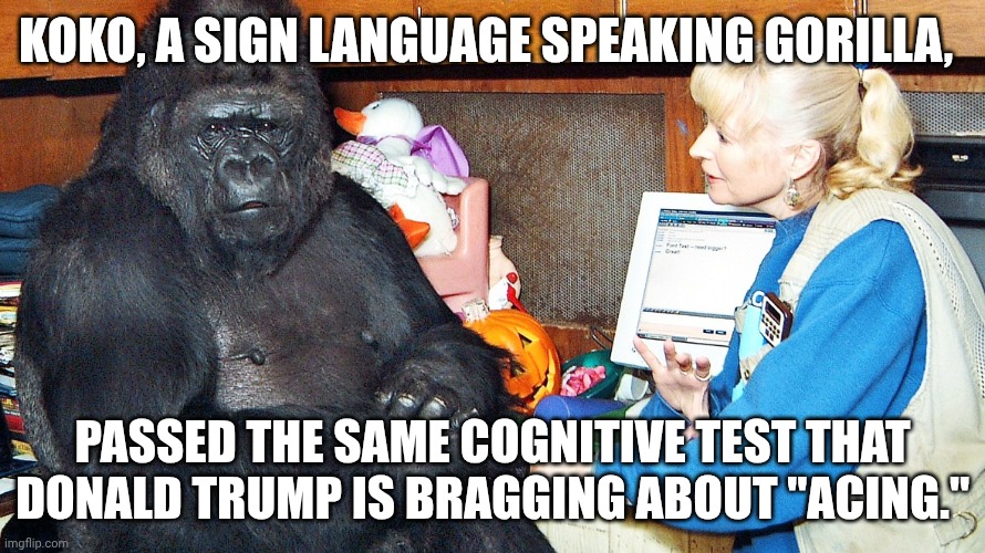 Trump's last cognitive test had 5 very concerned doctors when one is usually sufficient | Koko, A SIGN LANGUAGE SPEAKING GORILLA, PASSED THE SAME COGNITIVE TEST THAT DONALD TRUMP IS BRAGGING ABOUT "ACING." | image tagged in koko the ape,donald trump,trump unfit unqualified dangerous,impeach trump,stable genius | made w/ Imgflip meme maker