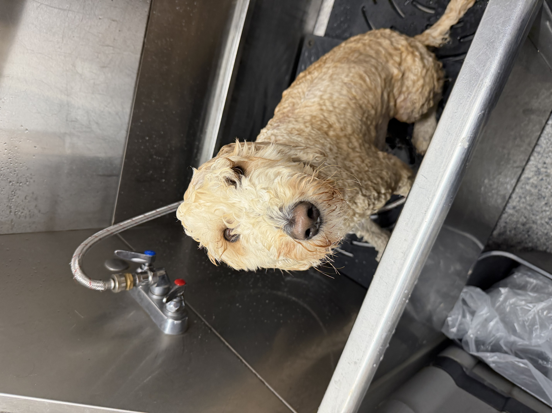 Wet dog Blank Meme Template