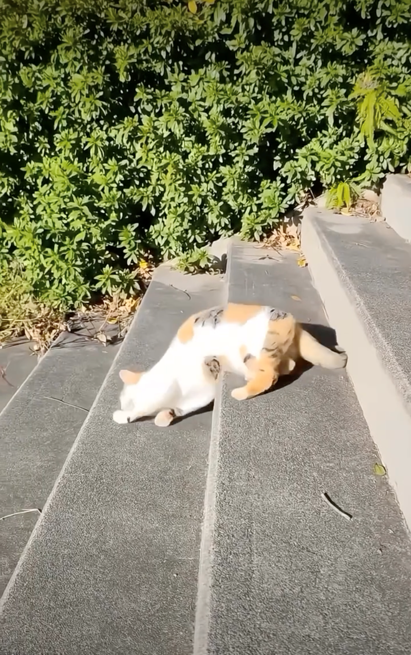 Cat sleeping Blank Meme Template