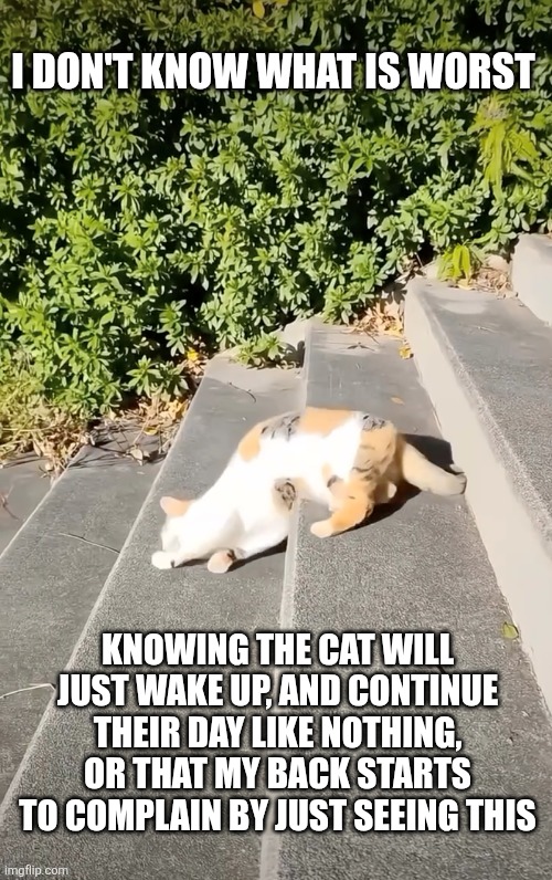 Cat sleeping | I don't know what is worst; Knowing the cat will just wake up, and continue their day like nothing, or that my back starts to complain by just seeing this | image tagged in cat sleeping | made w/ Imgflip meme maker