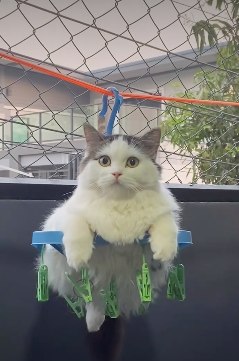 Cat Blank Meme Template