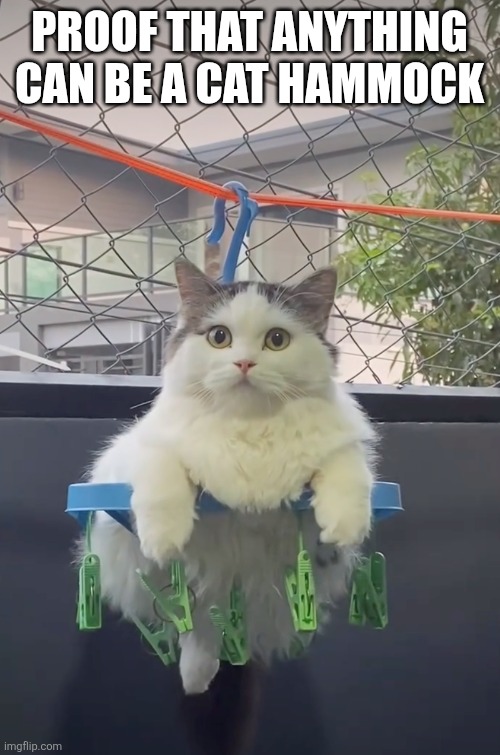 Cat | Proof that anything can be a Cat hammock | image tagged in cat | made w/ Imgflip meme maker