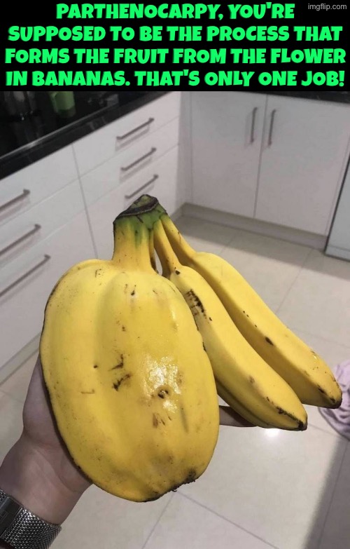 Not sure if this is too complex or not for the stream. If so it's fine. I'll change title if featured | Parthenocarpy, you're supposed to be the process that forms the fruit from the flower in bananas. That's only one job! | image tagged in you had one job,bananas,epic fail,what the hell happened here,excuse me wtf,biology | made w/ Imgflip meme maker