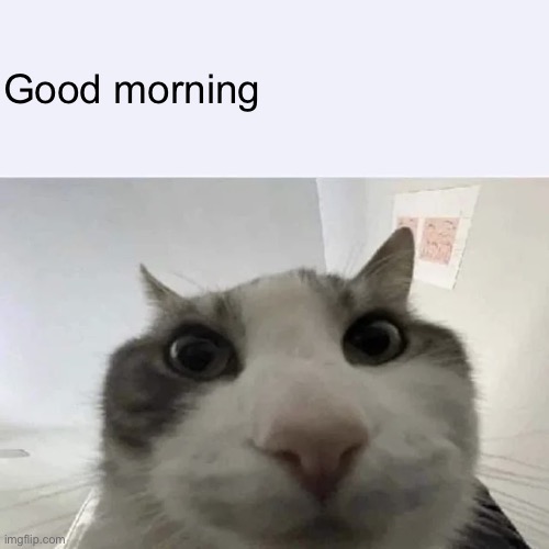 green text cat | Good morning | image tagged in green text cat | made w/ Imgflip meme maker