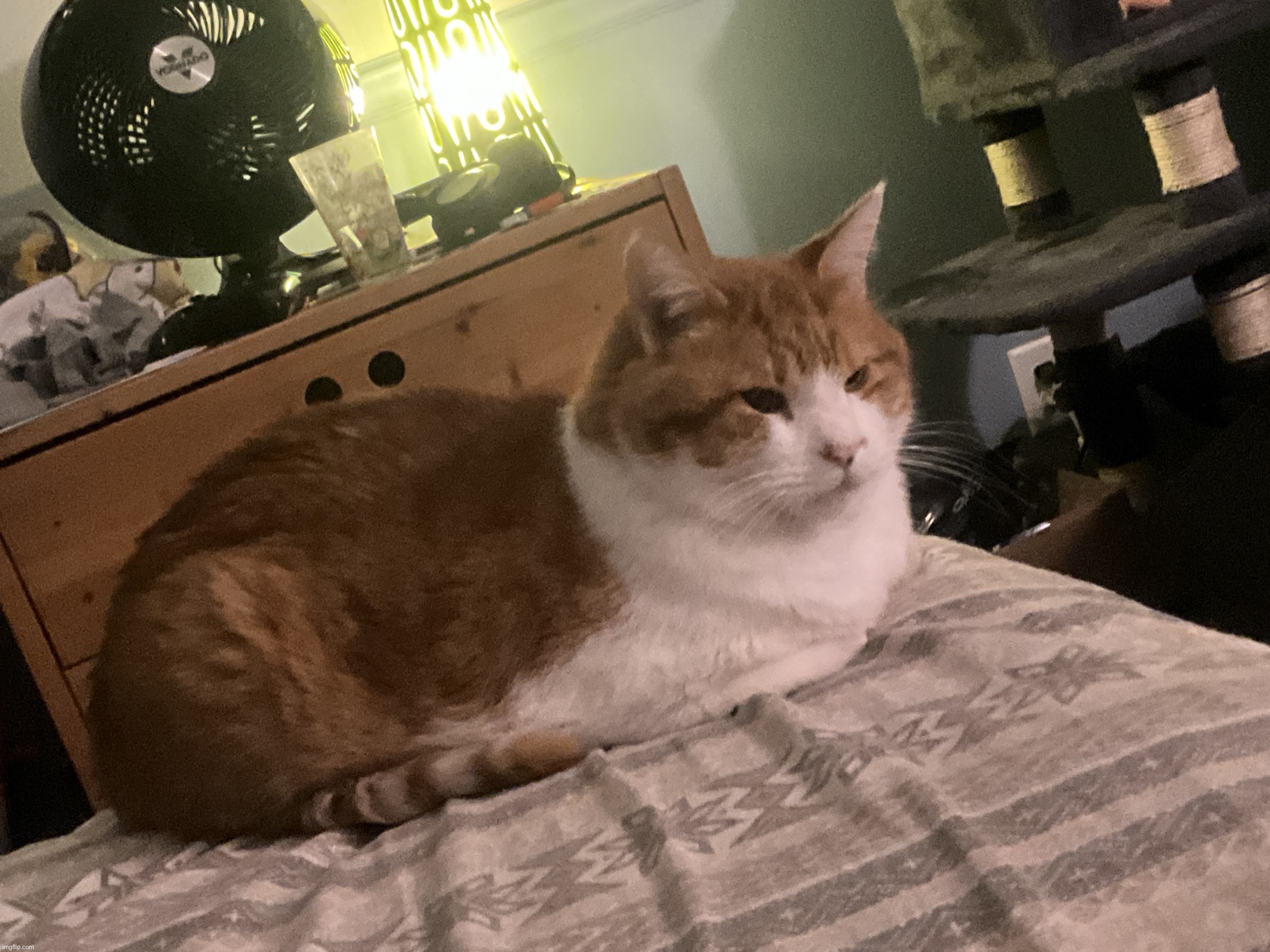 my cat, scratchy | made w/ Imgflip meme maker