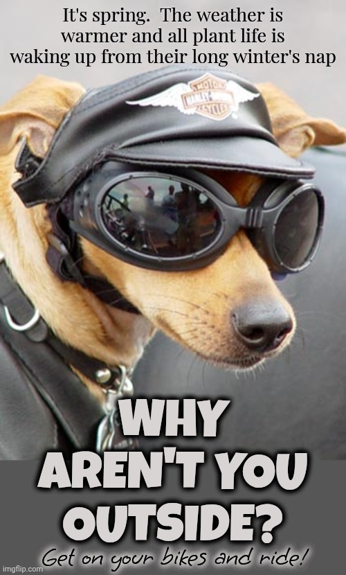 Turn It All Off And Go Outside.  Plant A Seed Or Two Or Three Or Four.  (Comments disabled on account of trolls ... as usual) | It's spring.  The weather is warmer and all plant life is waking up from their long winter's nap; why aren't you outside? Get on your bikes and ride! | image tagged in harley davidson dog,spring has sprung,outside,fresh air,sunshine,memes | made w/ Imgflip meme maker