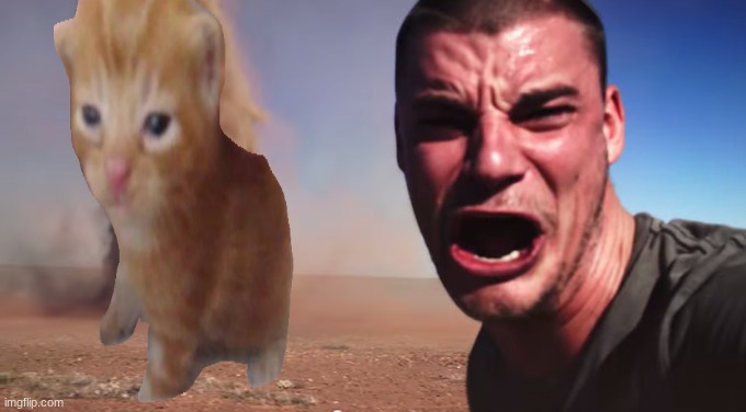 herbert | image tagged in tornado selfie,herbert,cat | made w/ Imgflip meme maker