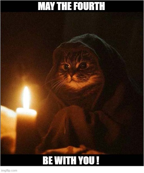 Happy Star Wars Day ! | may the fourth; be with you ! | image tagged in cats,star wars day,may the fourth be with you | made w/ Imgflip meme maker