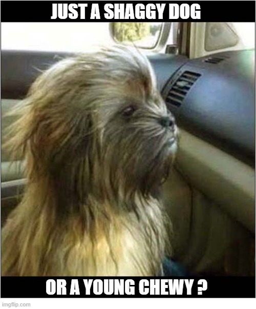 You Decide ! | Just a Shaggy dog; or a young chewy ? | image tagged in dogs,star wars,may the fourth be with you,chewbacca | made w/ Imgflip meme maker