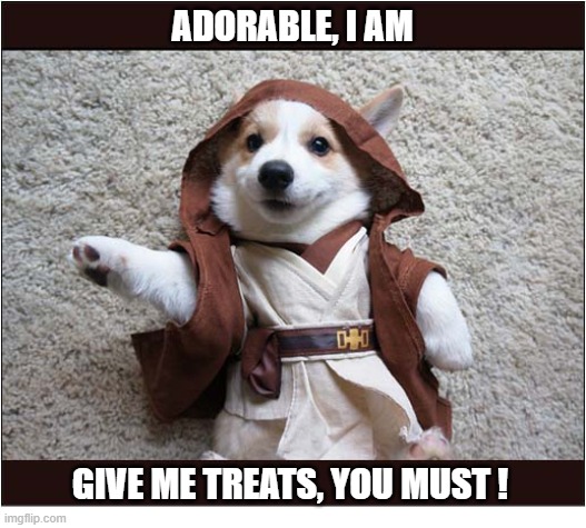 Happy Star Wars Day ! | Adorable, I Am; Give Me Treats, You Must ! | image tagged in dogs,corgi,mind control,star wars day | made w/ Imgflip meme maker