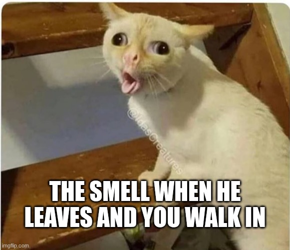 cat smells fart | the smell when he leaves and you walk in | image tagged in cat smells fart | made w/ Imgflip meme maker