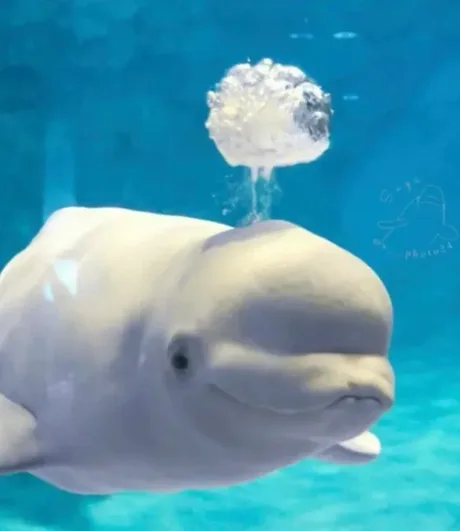 Dophin brainfart Blank Meme Template