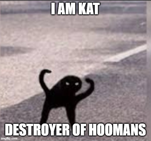 KAT | I AM KAT; DESTROYER OF HOOMANS | image tagged in cat | made w/ Imgflip meme maker