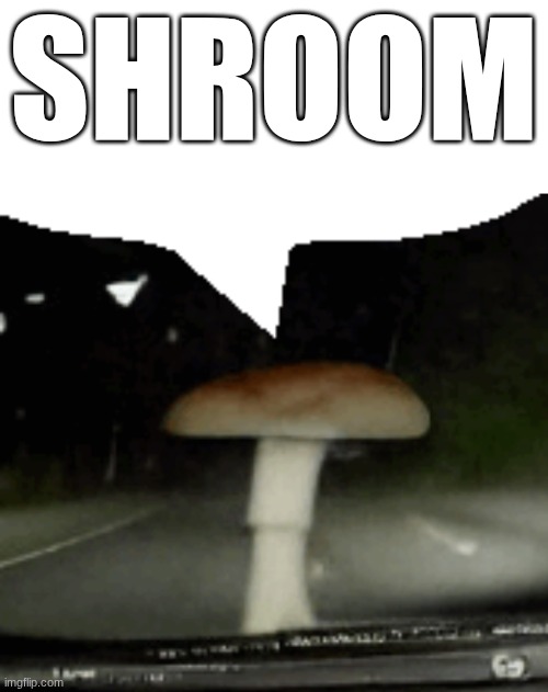 shroom | shroom | image tagged in shroom yapping,mushroom,shroom | made w/ Imgflip meme maker