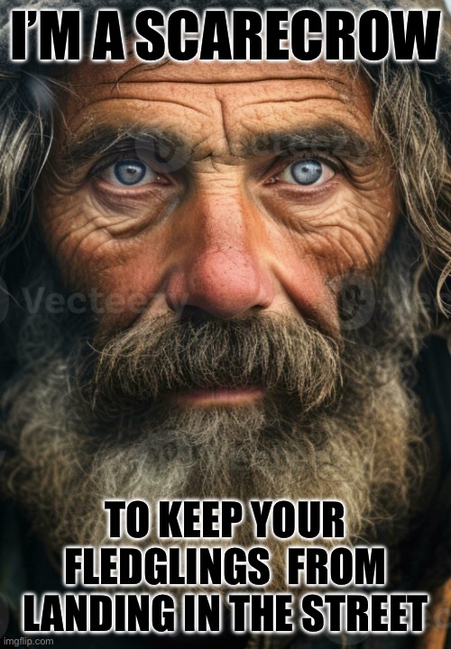 Street wisdom of the homeless | I’m a scarecrow; To keep your fledglings  from landing in the street | image tagged in street wisdom of the homeless | made w/ Imgflip meme maker