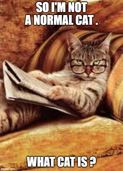 So I'm not a normal cat. What cat is? | So I'm not a normal cat . What cat is ? | image tagged in cat,kittens,funny,humor,funny cat memes,dogs | made w/ Imgflip meme maker