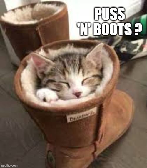 "Puss In Boots". Cute and funny cat meme. | Puss 'n' Boots ? | image tagged in cat,kittens,funny,humor,funny cat memes,dogs | made w/ Imgflip meme maker