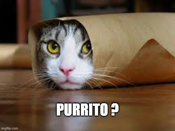 This cat thinks she's a burrito.    --  funny  -- | purrito ? | image tagged in cat,kittens,funny,humor,burrito,funny cat meme | made w/ Imgflip meme maker