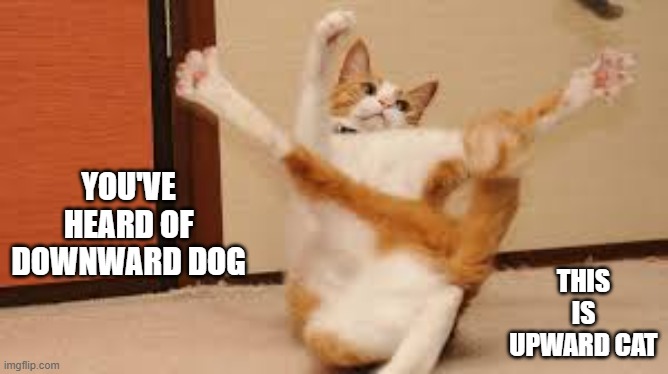 You've heard of "downward dog"? This is a yoga pose "upward cat". | this is upward cat; You've heard of downward dog | image tagged in cat,kittens,funny,humor,yoga,dog | made w/ Imgflip meme maker