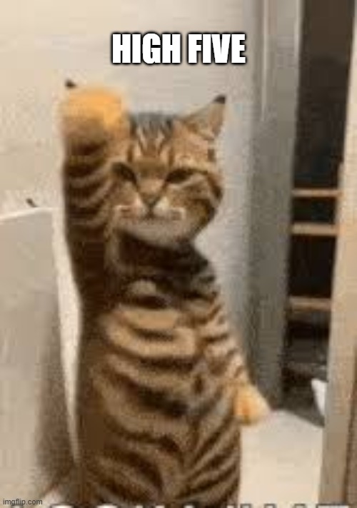 My cat loves to give people "high fives". | high five | image tagged in cat,kittens,funny,humor,high five,funny cat memes | made w/ Imgflip meme maker