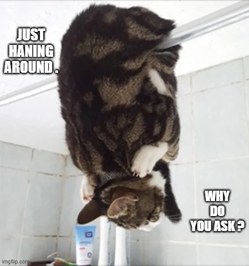My cat is just "hanging around". | just haning around . why do you ask ? | image tagged in cat,kittens,funny,humor,hanging,hanging out | made w/ Imgflip meme maker
