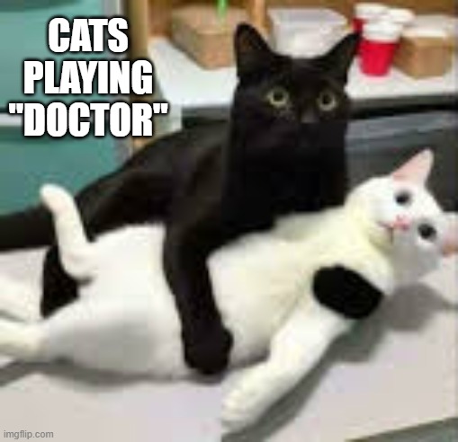 Two cats playing doctor ? | cats playing "doctor" | image tagged in cat,kittens,funny,humor,doctor,play | made w/ Imgflip meme maker