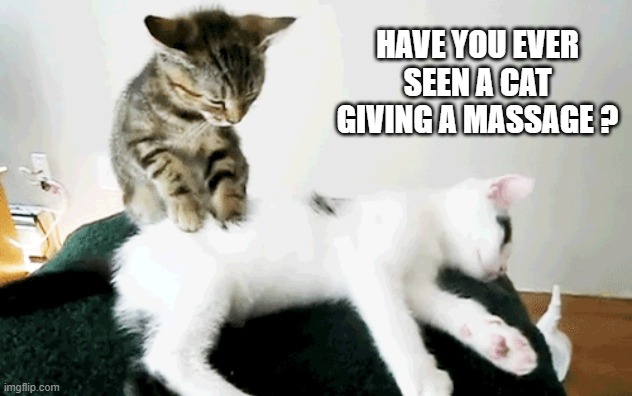 A cat getting a massage from another cat !! | Have you ever seen a cat giving a massage ? | image tagged in cat,kittens,funny,humor,massage | made w/ Imgflip meme maker