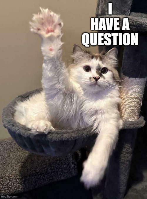 This cat has a question. | I have a question | image tagged in cat,kittens,funny,humor,question | made w/ Imgflip meme maker