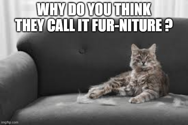 The picture of this cat will explain why they call it "fur-niture". | why do you think they call it fur-niture ? | image tagged in cat,kittens,funny,humor,play on words,furniture | made w/ Imgflip meme maker