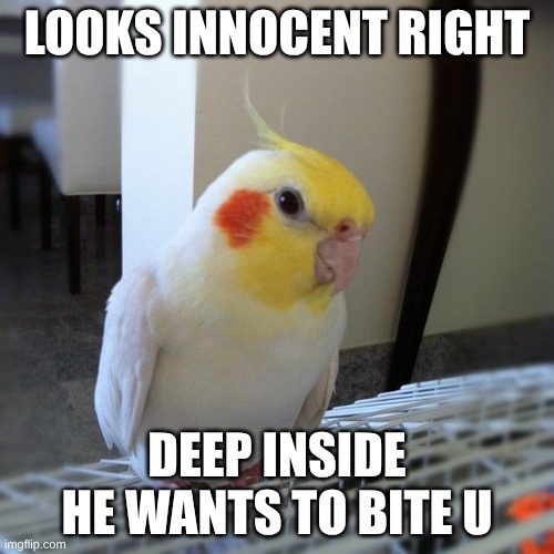 bird | looks innocent right; deep inside he wants to bite u | image tagged in cute parrot | made w/ Imgflip meme maker