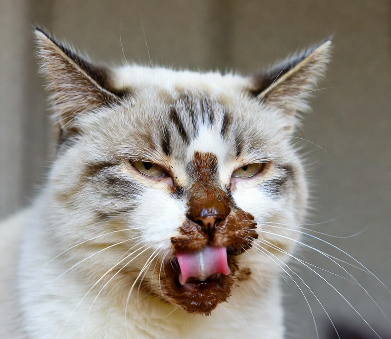 chocolate cat Blank Meme Template
