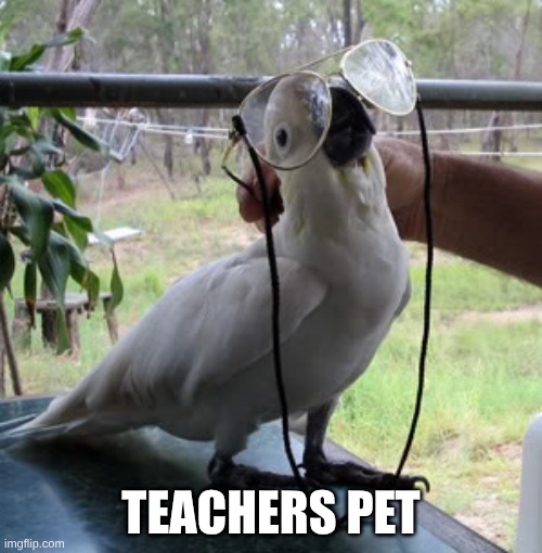 bird nerd | teachers pet | image tagged in parrot with glasses | made w/ Imgflip meme maker